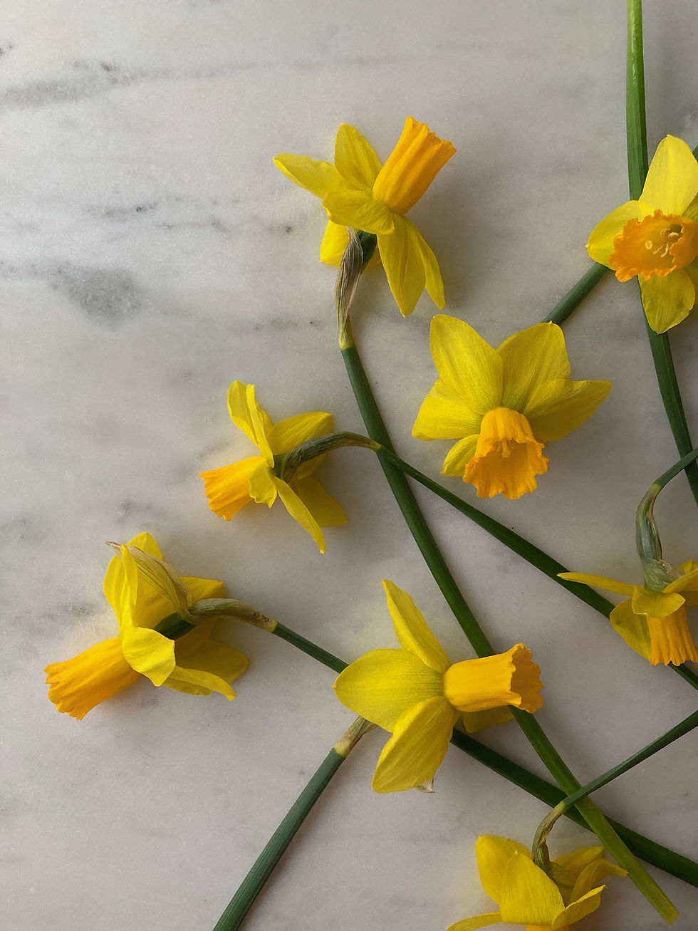 Thumbnail: Jetfire Daffodil Bulbs