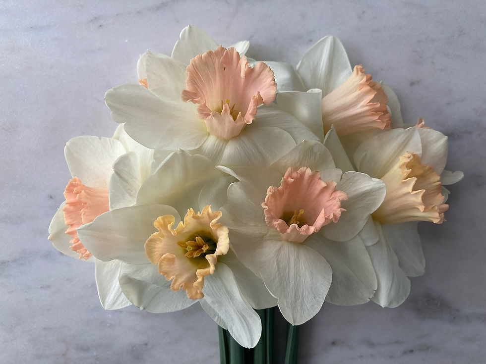Thumbnail: Dailmanach Daffodil Bulbs