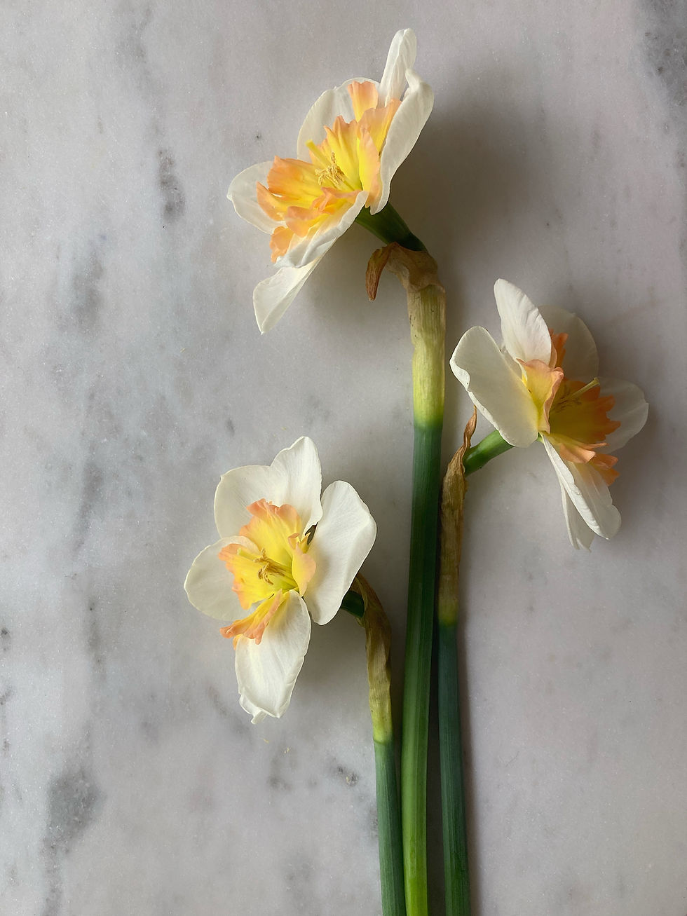 Thumbnail: Drama Queen Daffodil Bulbs