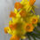 Thumbnail: Maria Daffodil Bulbs