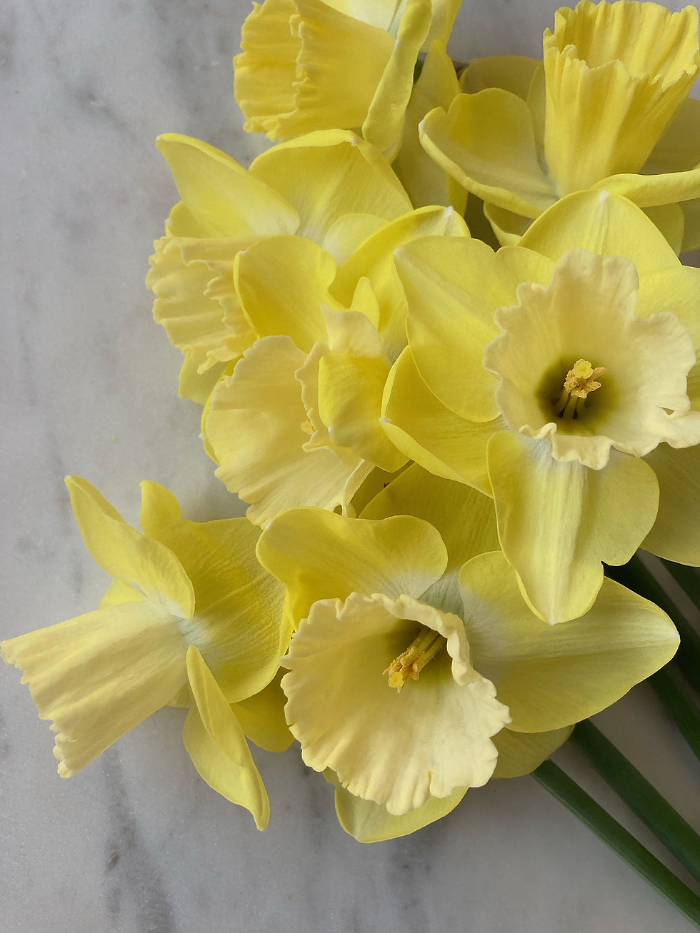 Thumbnail: Yellow/White Daffodil Bulbs Collection