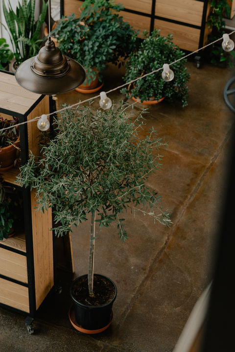 photosbyelisone-165 (1).jpg