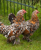 Bantam chickens for sale