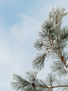 Tuinkalender december