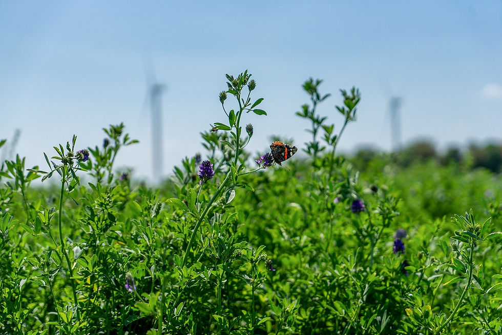 Luzerne plant met vlinder