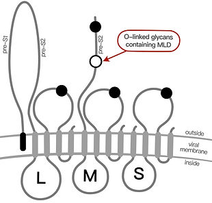 HBV envelope structure.jpeg