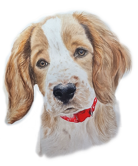 Spaniel Watercolour portrait_edited_edit