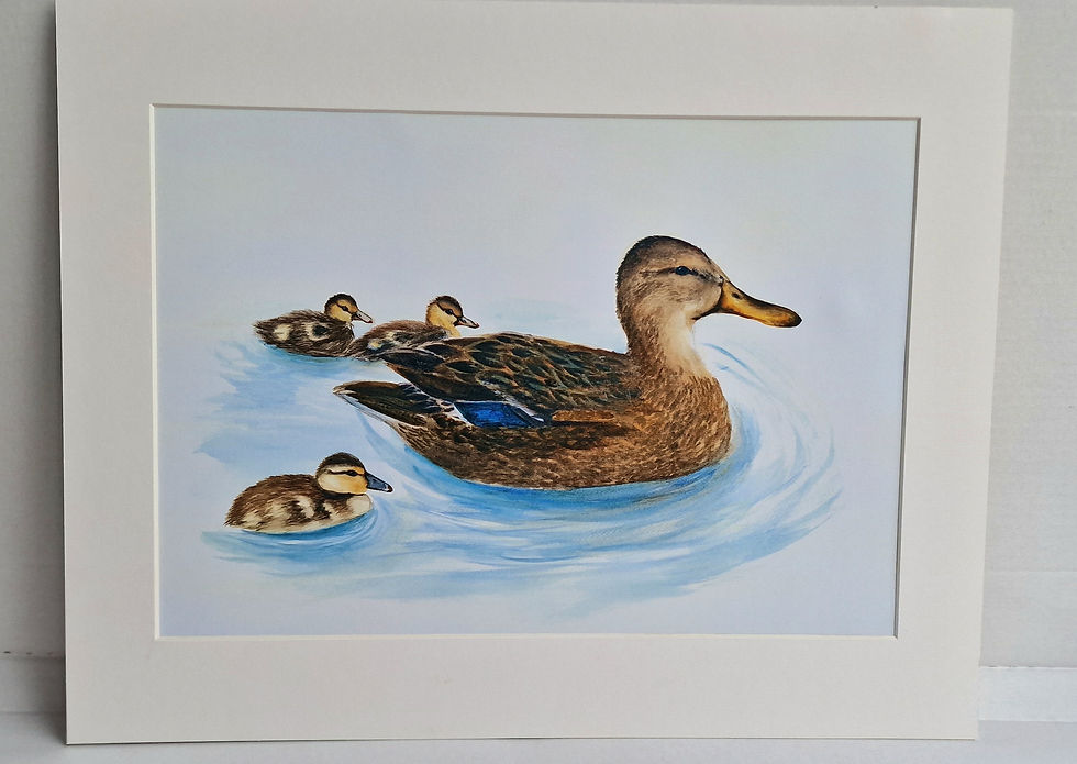 Thumbnail: Mallard Mum and Ducklings Print
