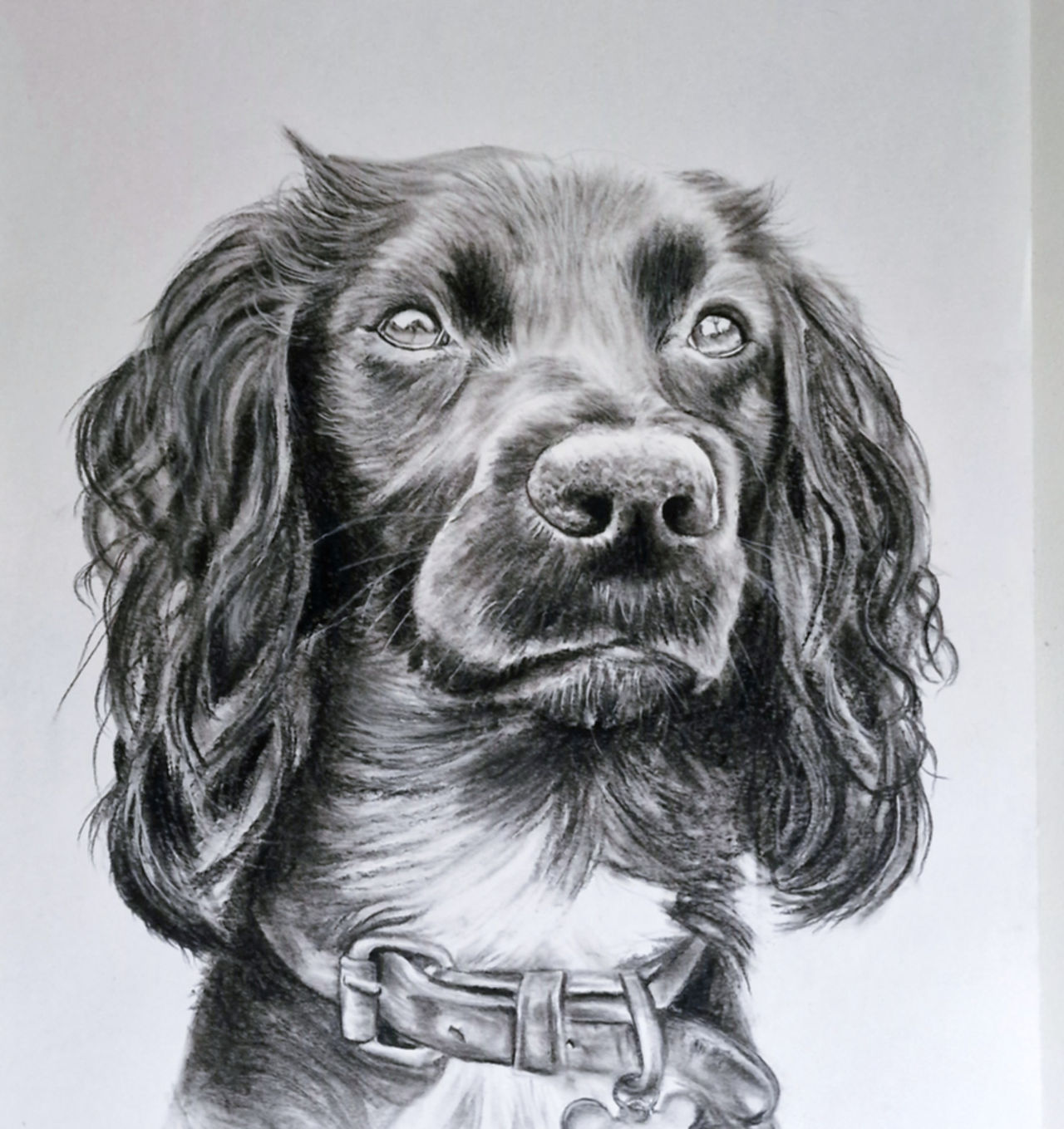 Charcoal pet portrait commission UK