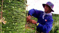 Frenan innovación de residuo de nopal