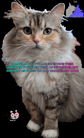 giphy.gif