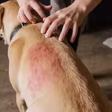 Dog with irritated skin receiving care, illustrating symptoms and treatment of flea allergy dermatitis in dogs.