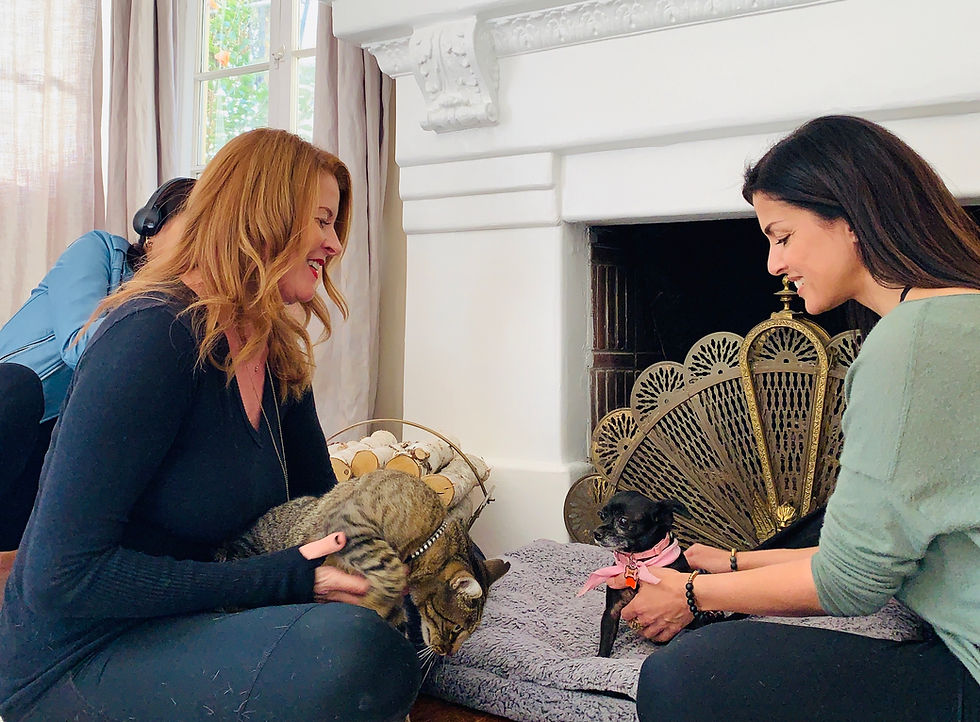 Reiki on 3 legged Chihuahua 