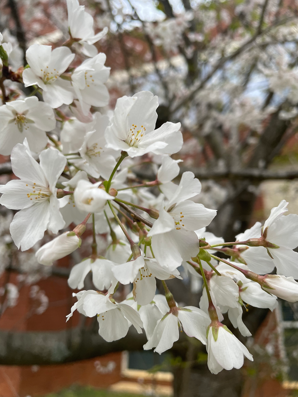 Cherry tree flowers near the Cate Center