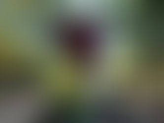 The Revision of Cornhuskin’