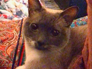 Opinion: The Hall Raid Tradition is Inconsiderate