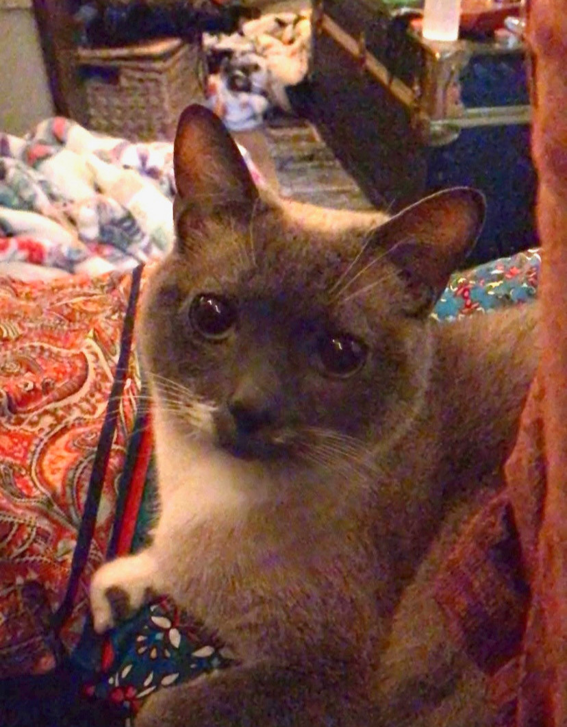 KitCat the cat