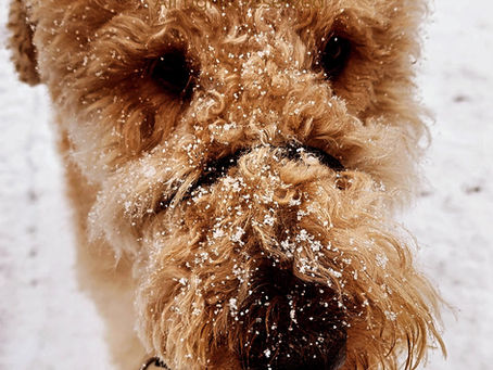 Close-up of fuzzy black and tan Airedale terrier with snow on fur and face.