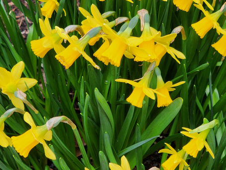 A close-up landscape portrait of yellow daffodils