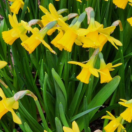 A close-up landscape portrait of yellow daffodils