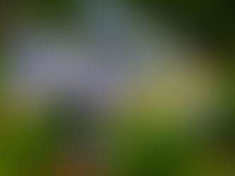 2021 Hydrangea Festival Announcement