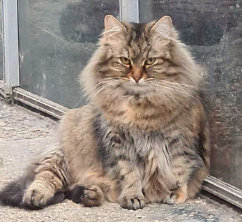 anabelle.jpg