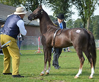 Heartland Golden Eye