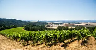 The Eola-Amity Hills AVA: A Wine Tour Guide Overview