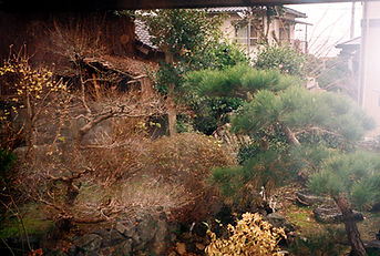 Backyard_edited.jpg