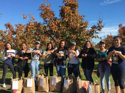 Persimmon picking 8.JPG