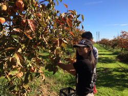 Persimmon picking 1.JPG