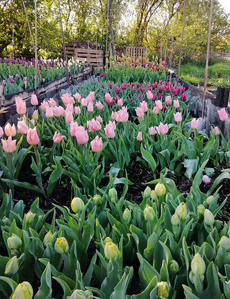 Eco Friendly Florist & Flower farmer in Finedon