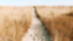 Sandy path through tall dry grass under a bright blue sky, creating a serene and open mood. No people or text present.