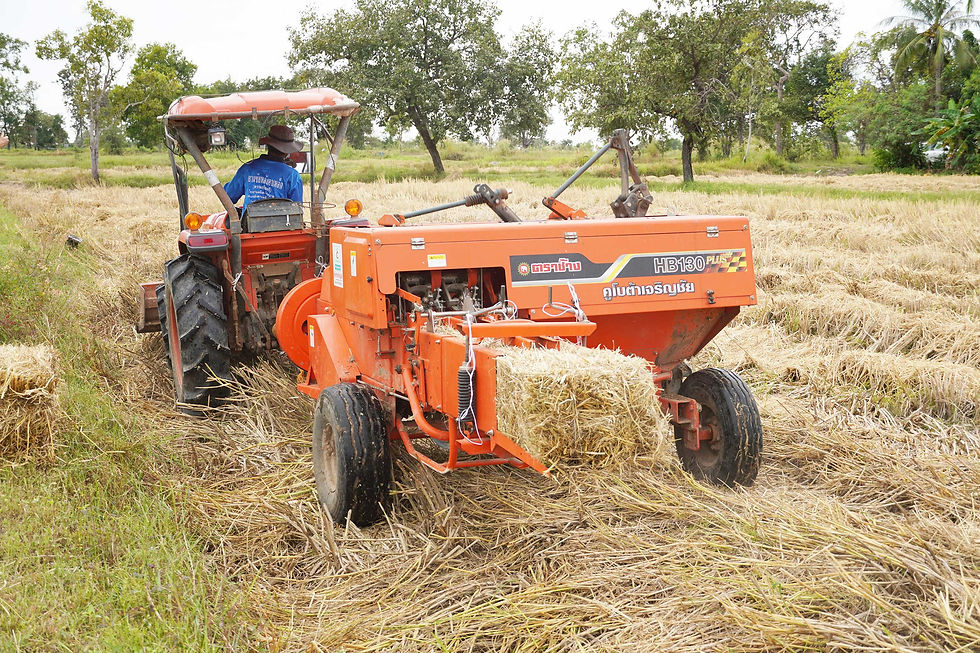 Valorization of rice straw as profitable alternative to burning
