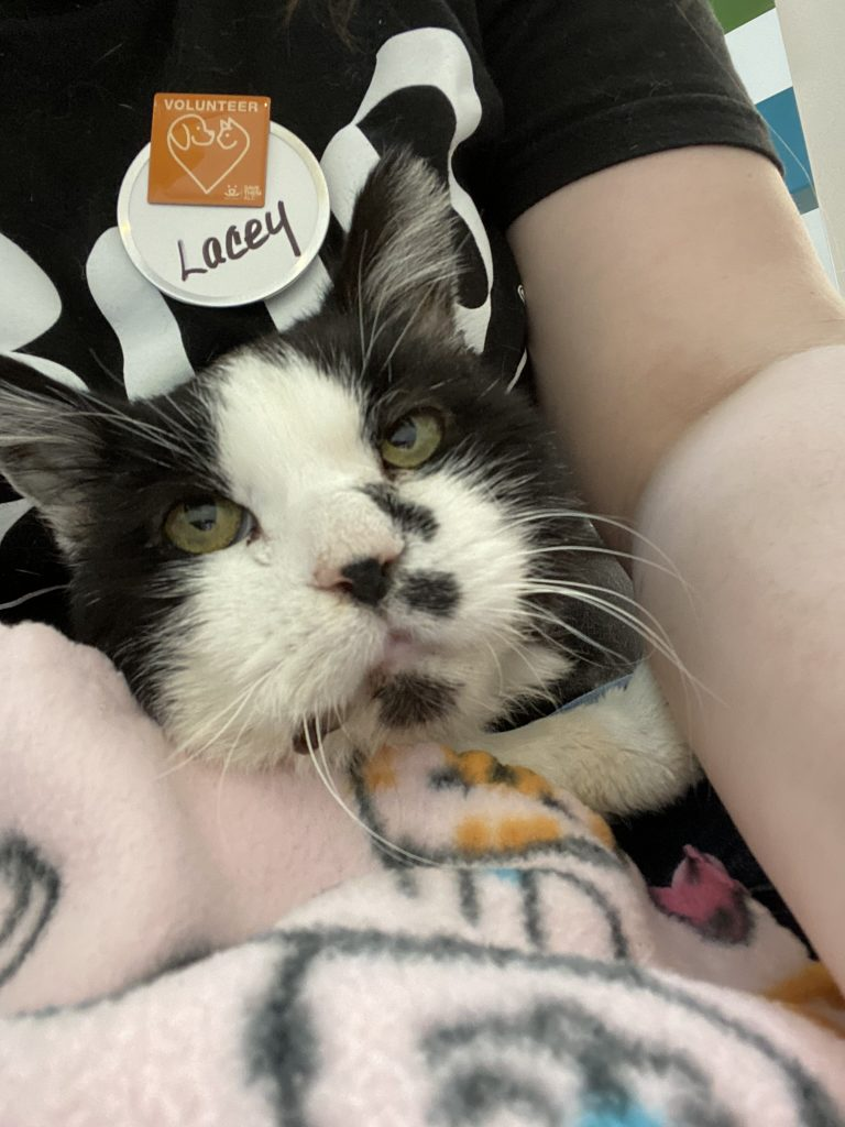 A black and white cat named Starsky.