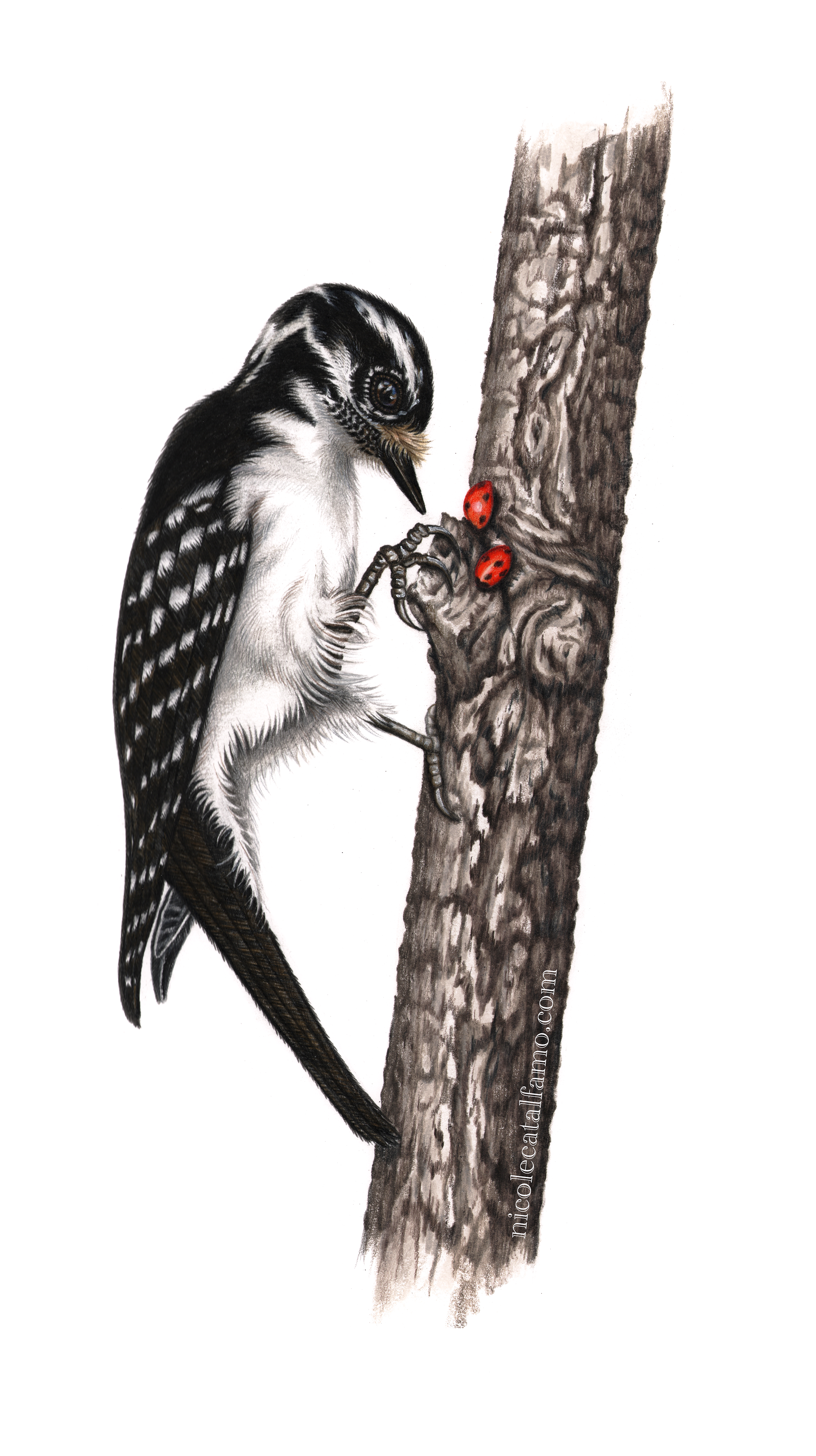 Downy Woodpecker Female Original Giclee Print 8 x 10
