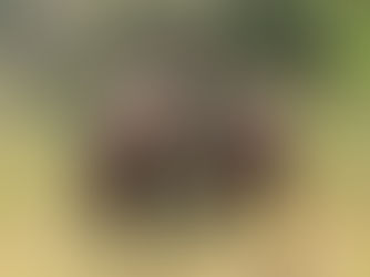 Looking For Friends For Two Lonely Rhinos