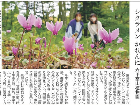 シクラメン かれんに