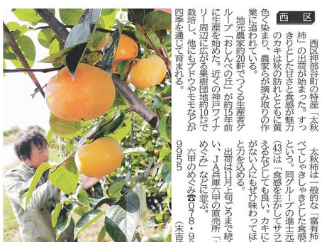 しゃきしゃき食感が魅力/太秋柿出荷