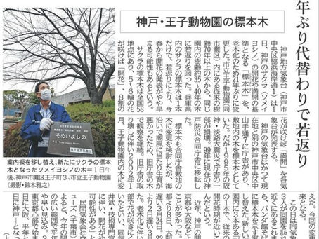 サクラ開花宣言 早くなる?