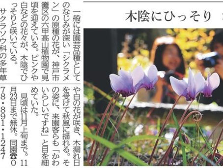 木陰にひっそり