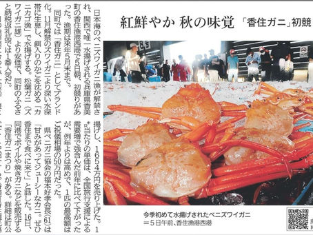 紅鮮やか 秋の味覚「香住ガニ」初競り