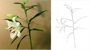 James McMullan | New York Times | Mother Nature Decoded