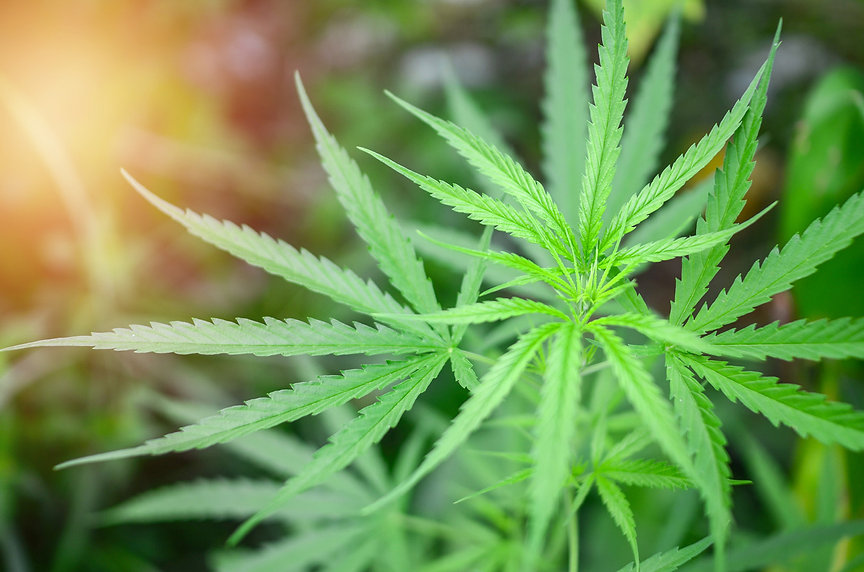 Cannabis-green-leaf-1022121308_1261x835.