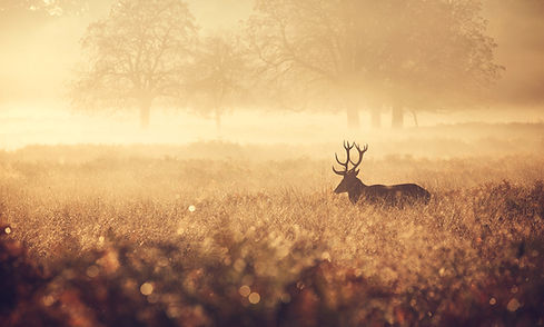 Red-Deer-Stag-in-the-golden-mist-4807186