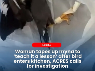 Woman tapes up myna to 'teach it a lesson' after bird enters kitchen, ACRES calls for investigation