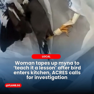 Woman tapes up myna to 'teach it a lesson' after bird enters kitchen, ACRES calls for investigation