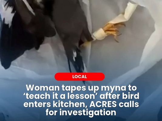 Woman tapes up myna to 'teach it a lesson' after bird enters kitchen, ACRES calls for investigation