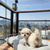 Maltipoo