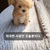 Maltipoo